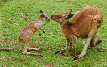 Мама кенгуру и ее потомство